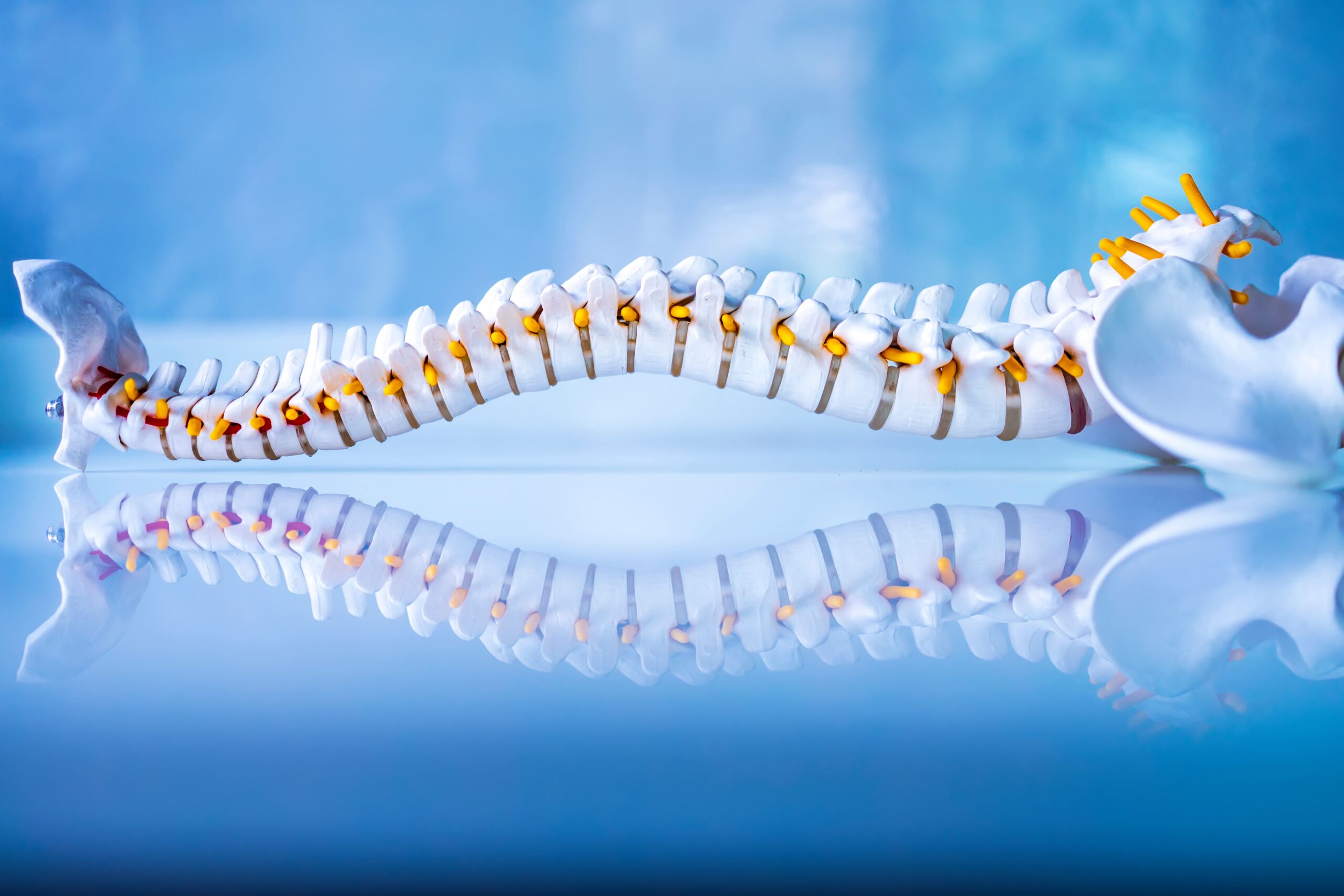 a spine on a blue background